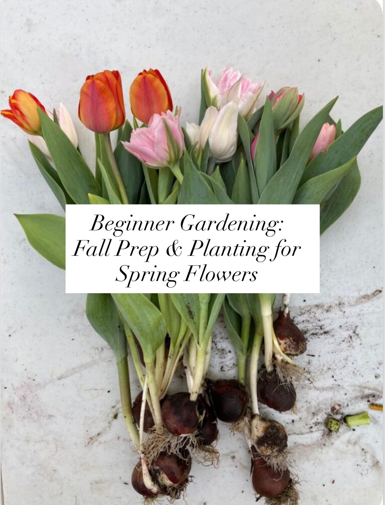 Beginner Gardening: Fall Prep and Planting for Spring Flowers