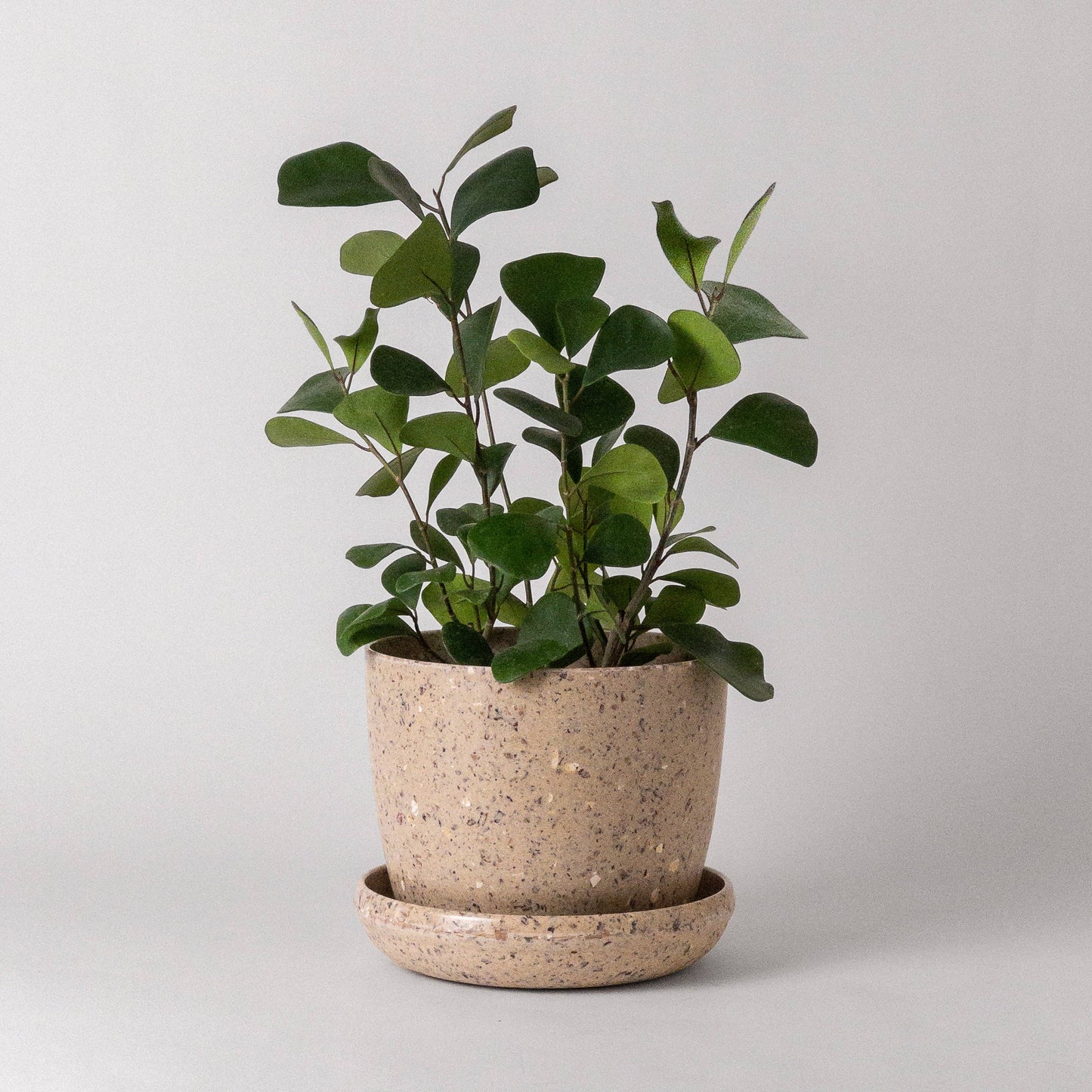 Kanso Designs 7" Coffee Bean Planter Pot
